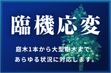 臨機応変 庭木1本から大型樹木まで。 あらゆる状況に対応します。